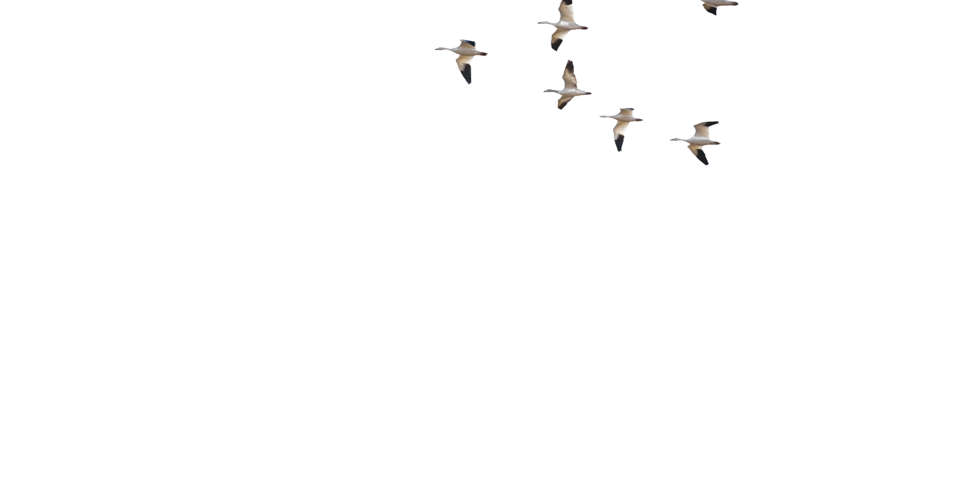 layer2.png