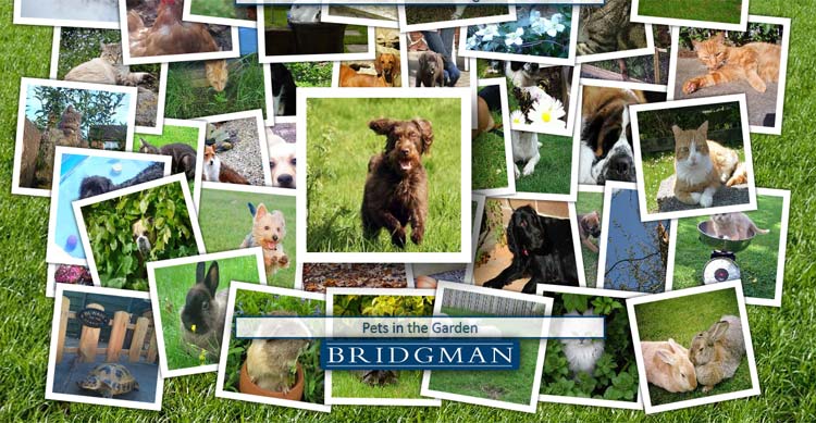 How to Create an Animated Image Gallery Using HTML and CSS3