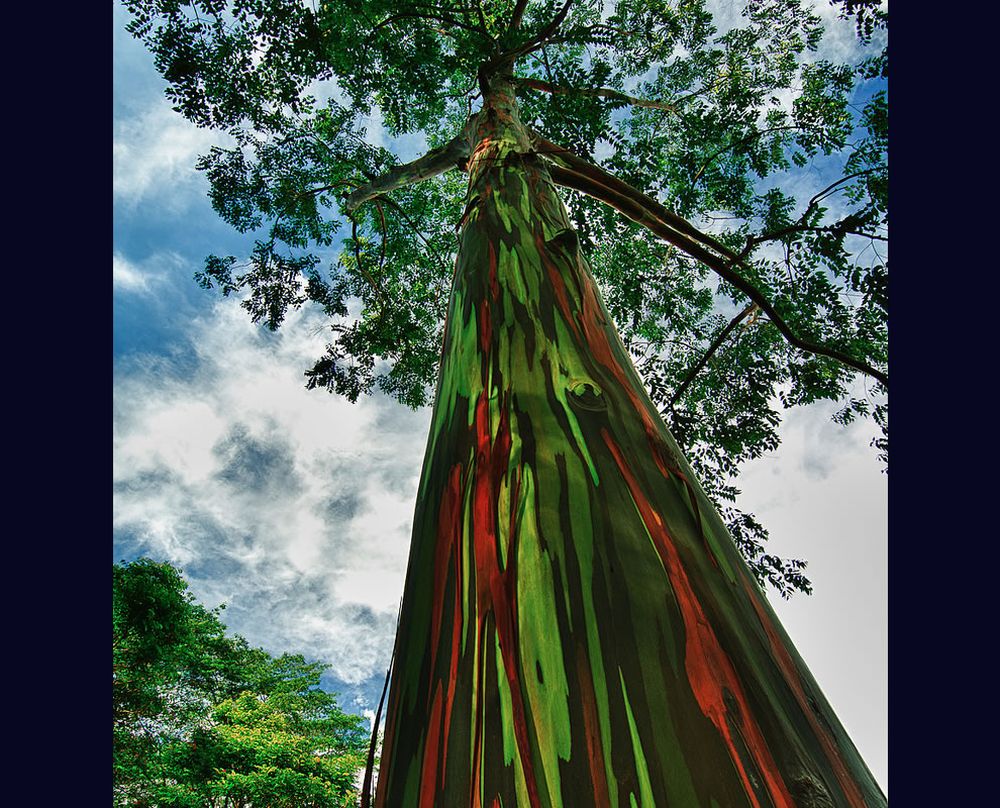 Rainbow Eucalyptus trees 1 Rainbow Eucalyptus trees 1