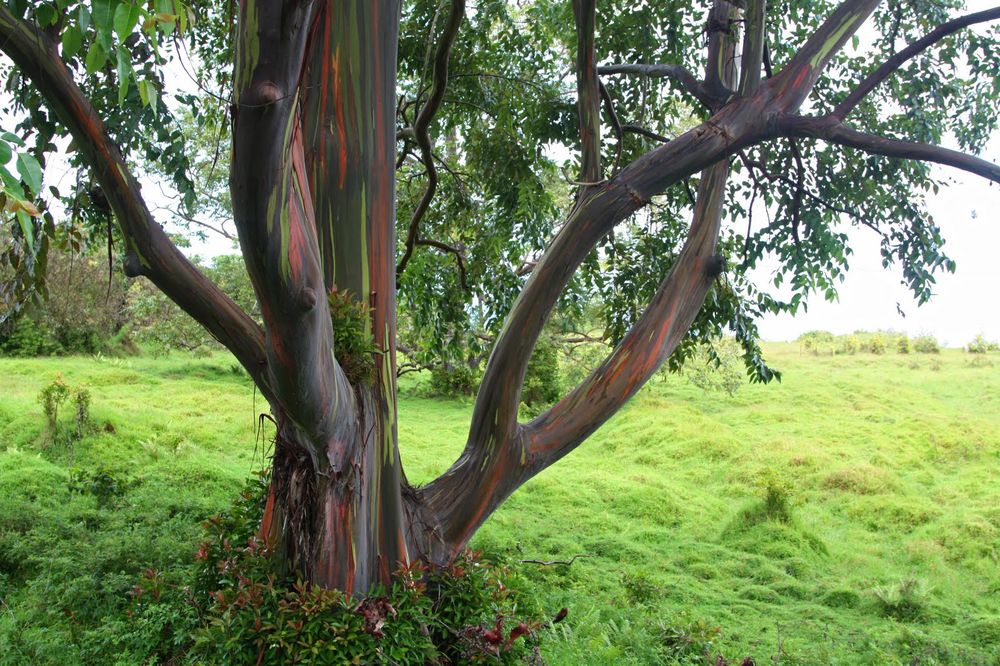 Rainbow Eucalyptus trees 2 Rainbow Eucalyptus trees 2
