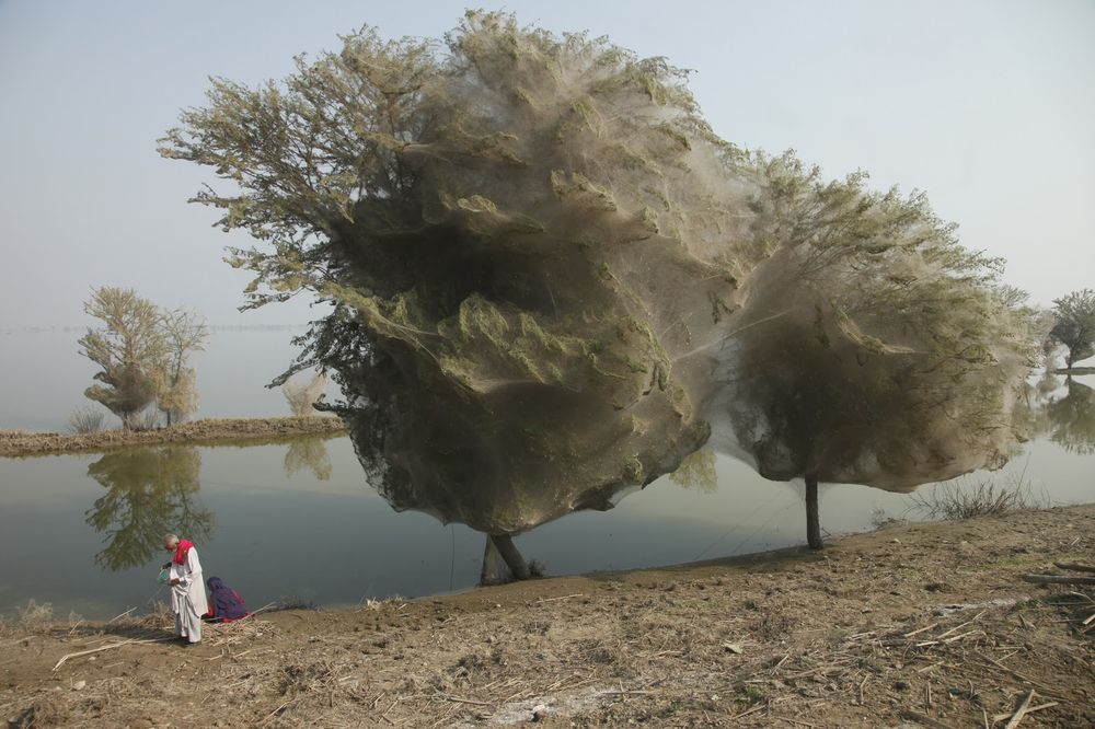 Spiderweb cocooned trees 1 Spiderweb cocooned trees 1
