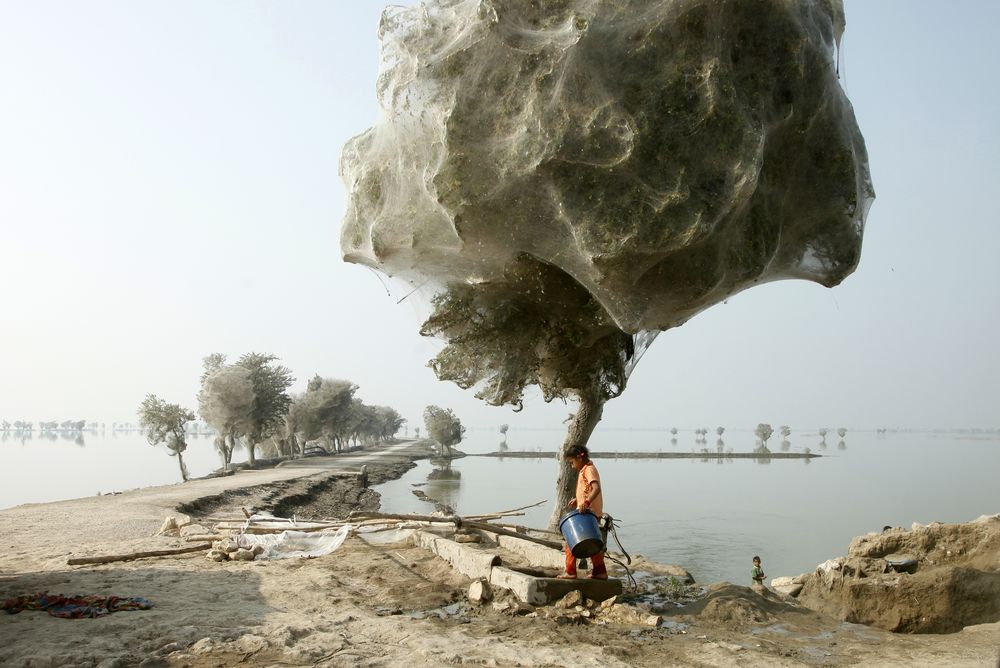 Spiderweb cocooned trees 2 Spiderweb cocooned trees 2
