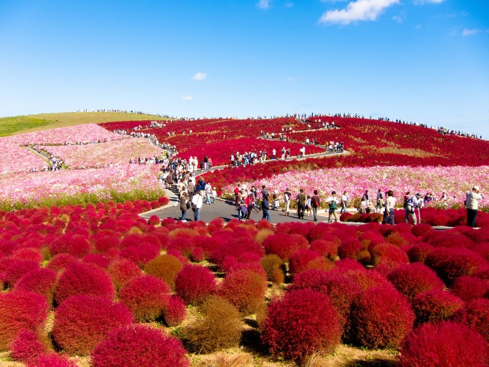 National Park Hitachi, Japan National Park Hitachi, Japan